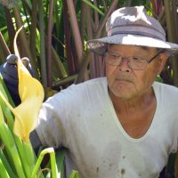貴重なサトイモの花咲いた！　猛暑影響？本州ではまれ　勝浦、高橋さんの畑で