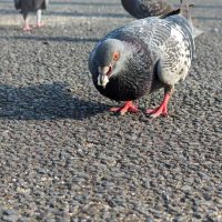 ハトへの餌やり規制へ　習志野市、条例目指し意見募集　駅周辺でフンなどに苦情