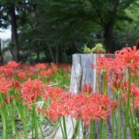 心と体癒やす深紅の花々　八千代で「彼岸花まつり」　２９日まで