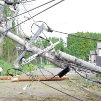 山武市、予防伐採１２ヘクタール完了　停電回避へ　病気拡大サンブスギ中心　【災禍に備える　房総半島台風・豪雨５年】