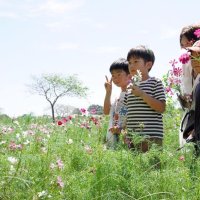 コスモスと写真撮影する見学の人たち＝旭市