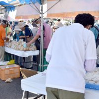 旬の味覚に長蛇の列「やちまた落花生まつり」　生産量日本一、愛好家や家族連れ満喫