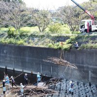 流竹木からノリ網守れ！！　小櫃川下流で除去作業
