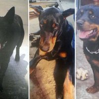 【速報】逃走の大型犬３頭、通報７時間半後に戻る　四街道　ドーベルマンやロットワイラー