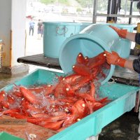 【動画あり】キンメ漁解禁、港に活気　「これから脂が乗ってくる」赤く輝き　外房で初水揚げ、勝浦は２トン
