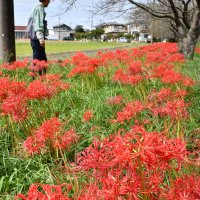 見頃を迎え、一帯を真っ赤に彩るヒガンバナ＝３日、香取市
