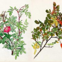 植物画の先駆者　二口善雄を紹介　千葉県立中央博物館で展示