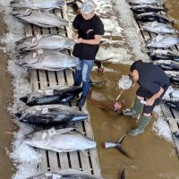 新市場で水産物価値向上　銚子市漁業協同組合（銚子市）　【輝く！千葉の企業　日本政策金融公庫レポート】（１１７）