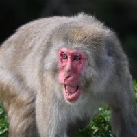 市川の市街地でサル目撃相次ぐ　市「危険なので近寄らないで」　２３日船橋で確認と同一か