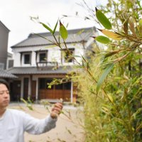 １２０年に１度？黒竹の花咲く　香取の観光休憩所「貴重な花うれしい」
