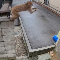 【動画あり】塀の上を器用に渡り…習志野市の住宅で１０月にサルの姿を撮影　千葉県北西部で目撃相次ぐ