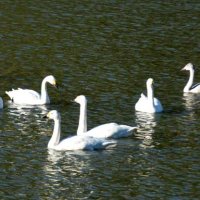 寝床にしている岬ダムで泳ぐ白鳥＝２８日午前８時過ぎ、いすみ市
