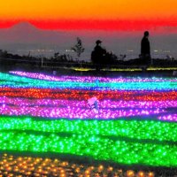移ろう景色、魅惑の輝き　来年２月までイルミ点灯　富津・マザー牧場