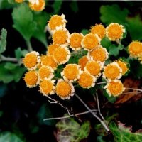 ハナイソギクとサトイソギク　先祖帰りか自然雑種か　川名興　【房総の草木虫魚】（４３２）