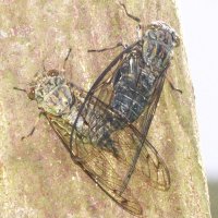 ツクツクボウシ　ピッチ早い「求婚音」　成田篤彦　【房総の草木虫魚】（４３３）