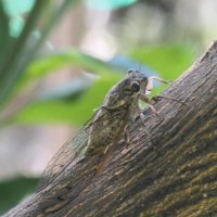 ミカンの枝にとまるツクツクボウシのメス。千葉県では方言でオーシンチョコ（長生）、オミンチョコ（八日市場）などという（川名興１９６９千葉県の動物方言、自費出版）＝２０２４年９月１７日、木更津市（筆者撮影）
