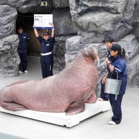 自ら計測器へ　鴨川シーワールド　動物たちの体重公開　セイウチ「リク」９８１キロ　ペンギンは３．７キロ