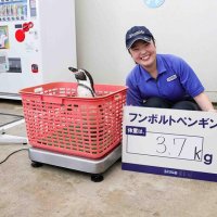 かごの中に入って計測したフンボルトペンギン（鴨川シーワールド提供）
