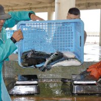 トラフグ初水揚げ　今年も２２６キロの豊漁　いすみ大原漁港