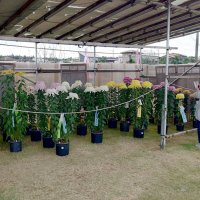 長谷川さんに千葉県知事賞　愛好家の大輪１００点ずらり　市原で市菊花大会