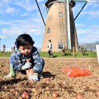 春景色に夢膨らませて　親子連れ１６０組　来場チューリップ球根植え　佐倉