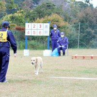 競技会の「臭気選別」種目に取り組むラブラドール・レトリーバー