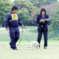 嘱託警察犬審査会　５４頭訓練の成果披露　ビーグルも初出場　千葉県警