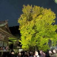 夜空に映える千本イチョウ　３０日、１２月１日ライトアップ　市川・葛飾八幡宮