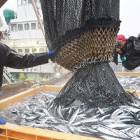 サンマ初水揚げ、既に昨年の４倍　銚子漁港　近年不漁の中「一番良い」