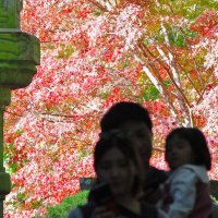 【写真複数あり】燃ゆる庭園、優美な調べ　成田山公園で「紅葉まつり」