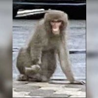 ディズニーに出没のサル？　浦安市職員が住宅街で撮影　右手が不自由など特徴類似　市川、柏などで目撃情報