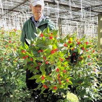 「すがすがしく新年を」　センリョウ出荷準備ピーク　館山