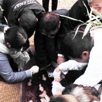 肉奉納し豊作祈る　しし切りまち　君津・諏訪神社