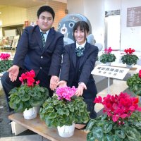 園芸科生徒「花で癒やしを」　市役所シクラメン彩る　成田