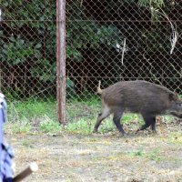 【動画あり】長生高校にイノシシ出没　茂原　市街地で増、市は目撃マップで注意呼びかけ