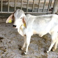 雌の白牛の双子の「嶺菜」（県酪農のさと提供）