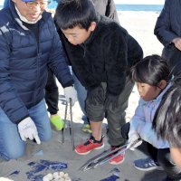 絶滅危惧種のアカウミガメの産卵地として知られる白子町の海岸で、ふ化が終わった卵を児童らが掘り返し、ふ化率を調べるとともに自然環境に対する理解を深めた＝１２日