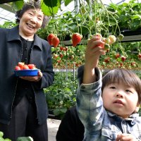 ２０２４～２５年　千葉県内年末年始ガイド・いちご狩り