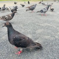 餌やり規制の条例可決　習志野市議会