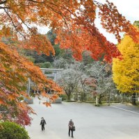 紅葉で彩られた香取神宮＝５日、香取市