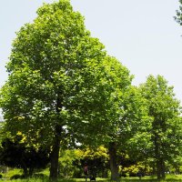 ユリノキ樹形＝２０２３年５月１７日、水元公園（大野透氏撮影）
