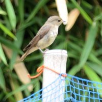 魅力的な鳴き声と色彩　キビタキ　成田篤彦　【房総の草木虫魚】（４３７）