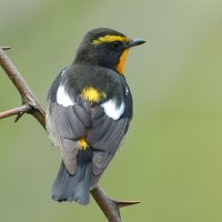 キビタキのオス　喉から胸にかけて橙色かかった黄色、眉（まゆ）と腰の黄色が、キビタキ（黄鶲）の名の由来になっている＝２００５年５月９日、舳倉島（田村満氏撮影）
