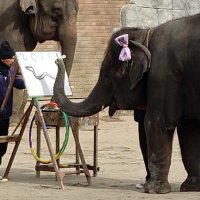 ゾウ４姉妹、達筆書き初め　長い鼻で器用にヘビ描く　市原ぞうの国