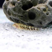 全国各地の潮だまりや浅い岩礁域に生息するヘビギンポ（鴨川シーワールド提供）