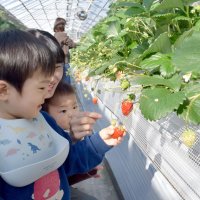 “早春の味”頬張り笑顔　イチゴ狩りスタート　八千代