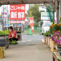 店頭には季節の草花の苗が売られている