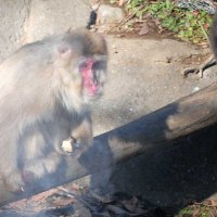 たき火から取り出したサツマイモを手にするサル＝２０日、千葉市若葉区の市動物公園