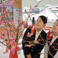 鮮やかなピンク色に咲く琉球寒緋桜を成田空港で展示し、花びらを眺める地上係員＝成田市