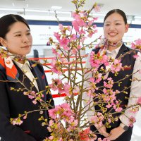 一足早い春の便り　琉球寒緋桜の切り花空輸　成田空港